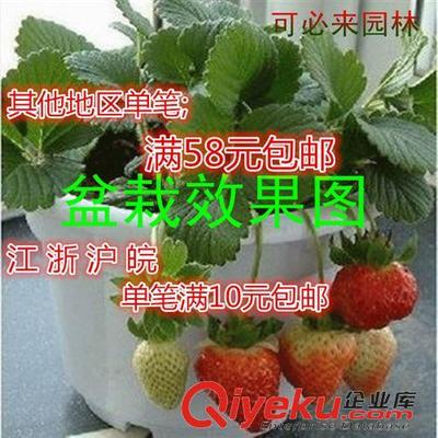 水果苗 厂家直销 山楂扦插苗 山楂嫁接苗 山楂小苗 第2年结果图片|水果苗 厂家直销 山楂扦插苗 山楂嫁接苗 山楂小苗 第2年结果产品图片由沭阳可必来园林绿化工程公司生产提供-